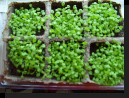 Greenhouse in space results and conclusions