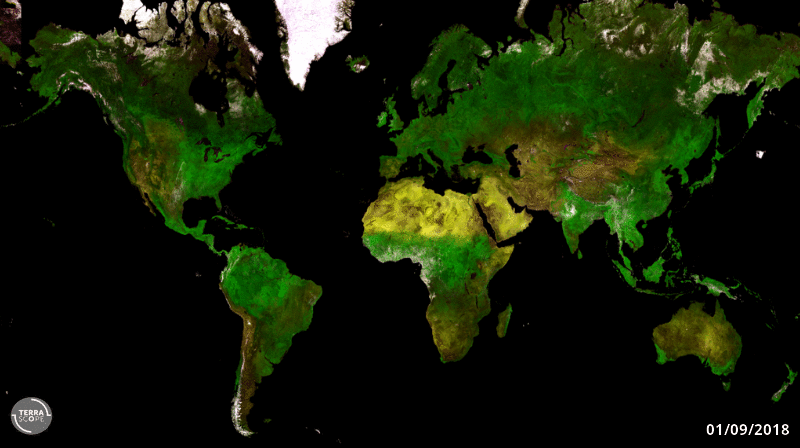 Forests & vegetation